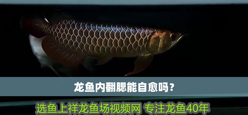 龍魚內翻腮能自愈嗎？