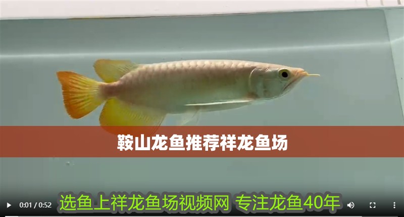 鞍山龍魚推薦祥龍魚場