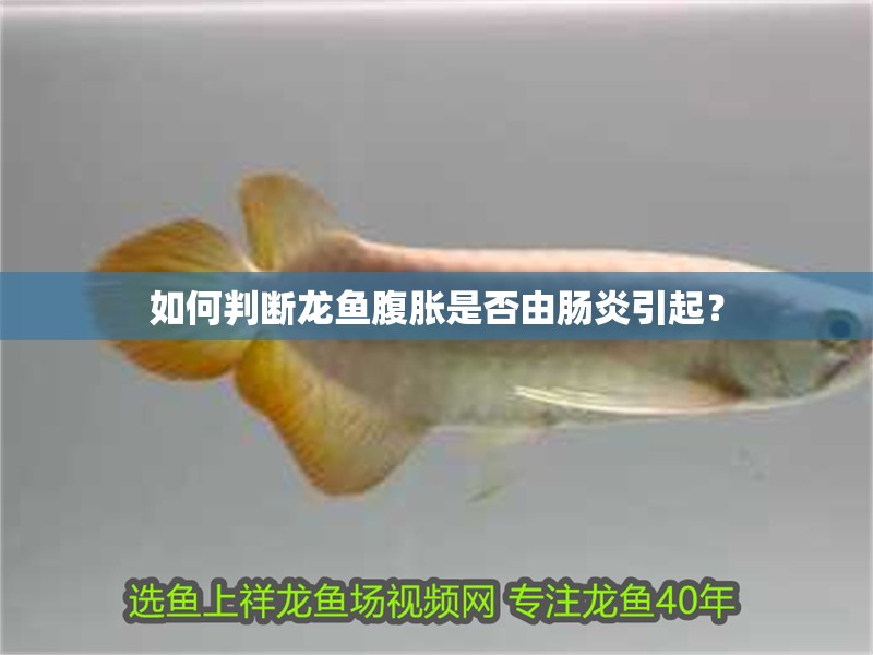 如何判斷龍魚腹脹是否由腸炎引起？
