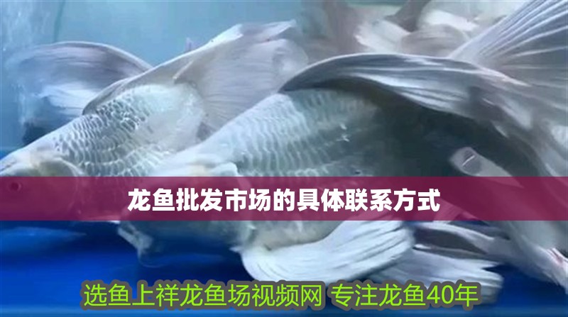 龍魚批發市場的具體聯系方式