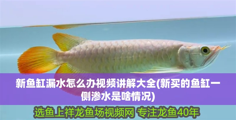 新魚缸漏水怎么辦視頻講解大全(新買的魚缸一側滲水是啥情況)