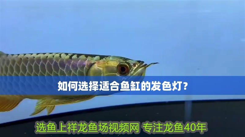 如何選擇適合魚缸的發色燈？