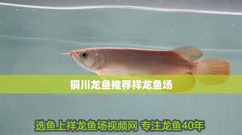 銅川龍魚推薦祥龍魚場