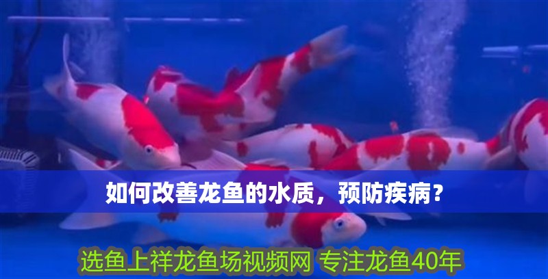 如何改善龍魚的水質，預防疾病？