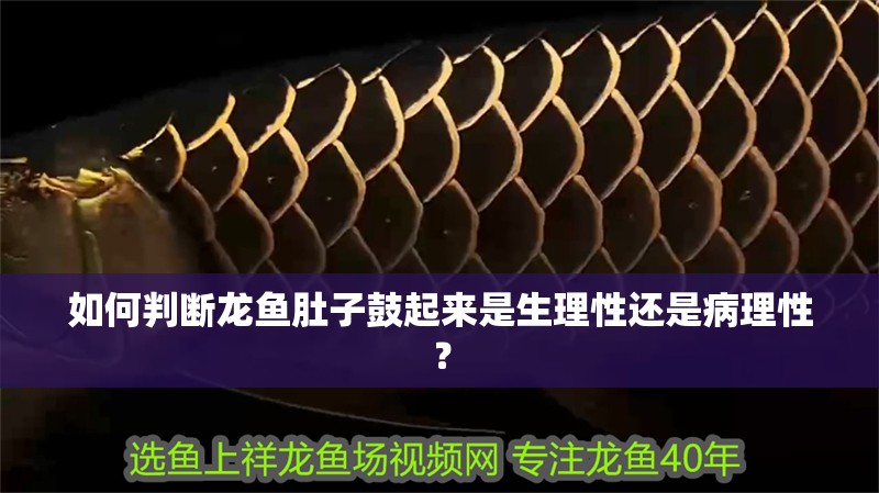 如何判斷龍魚肚子鼓起來是生理性還是病理性？ 如何判斷龍魚肚子鼓起來是生理性還是病理性？ 龍魚百科