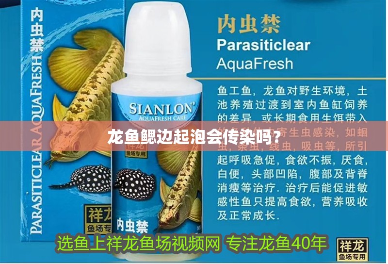 龍魚鰓邊起泡會傳染嗎？