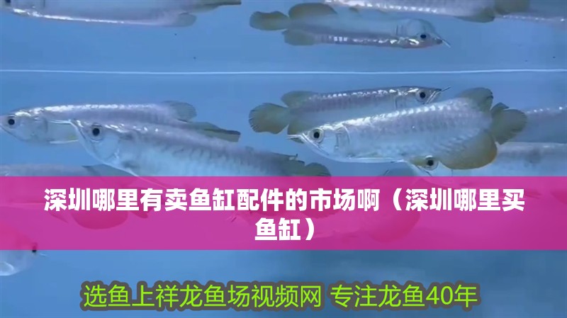 深圳哪里有賣魚缸配件的市場?。ㄉ钲谀睦镔I魚缸）