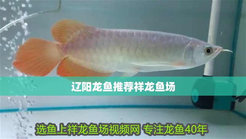 遼陽龍魚推薦祥龍魚場
