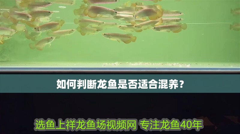 如何判斷龍魚是否適合混養？