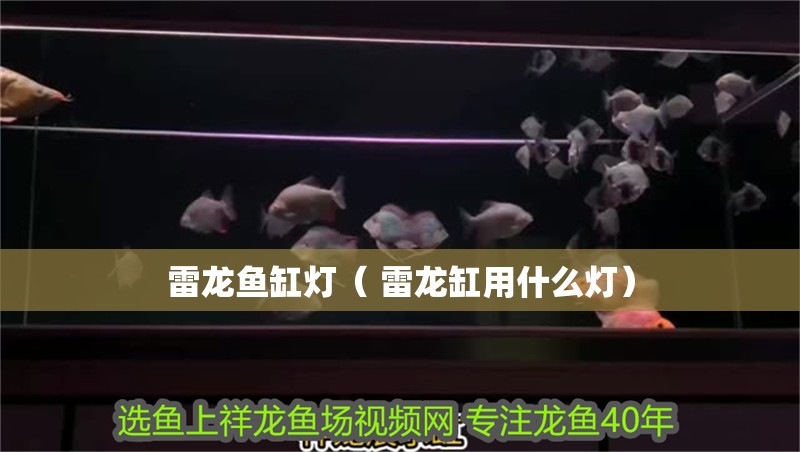 雷龍魚缸燈（ 雷龍缸用什么燈）