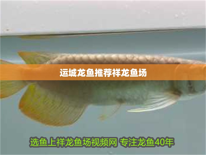 運城龍魚推薦祥龍魚場