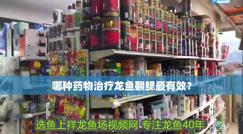 哪種藥物治療龍魚翻鰓最有效？