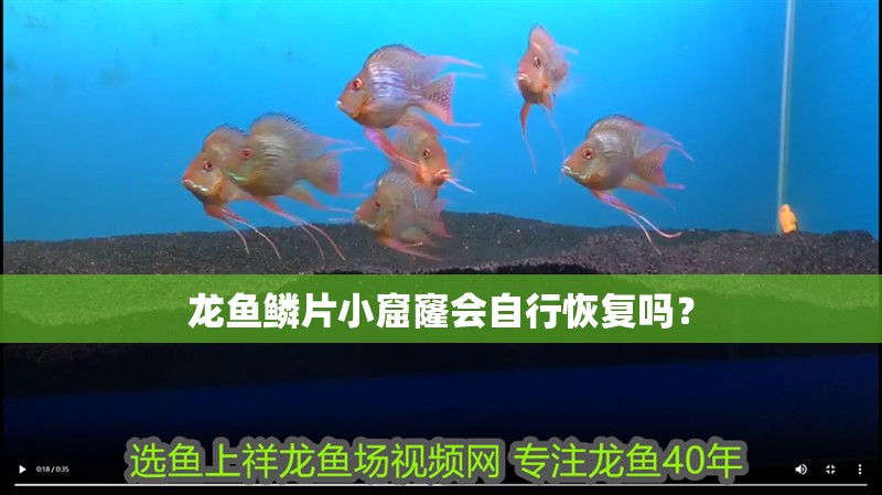 龍魚鱗片小窟窿會自行恢復嗎？