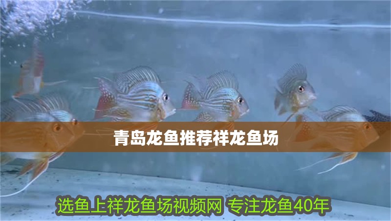 青島龍魚推薦祥龍魚場