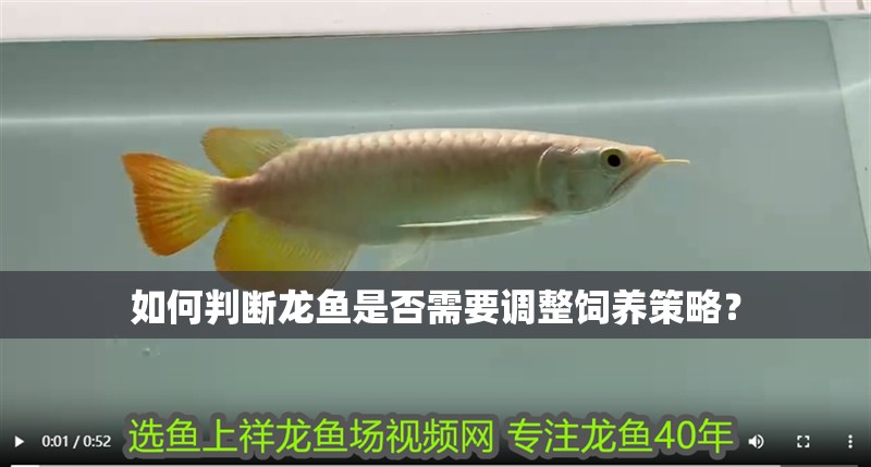如何判斷龍魚是否需要調整飼養策略？