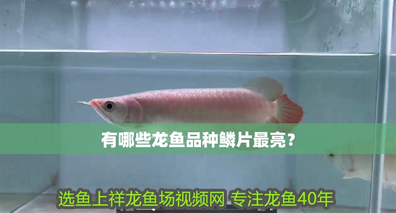 有哪些龍魚品種鱗片最亮？