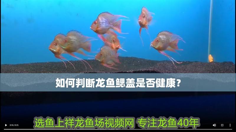 如何判斷龍魚鰓蓋是否健康？
