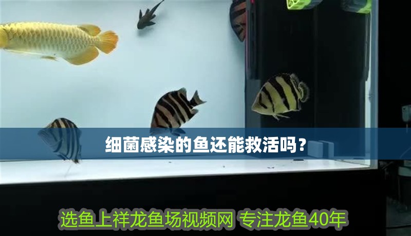 細菌感染的魚還能救活嗎？