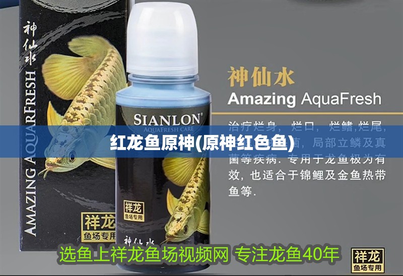 紅龍魚原神(原神紅色魚)