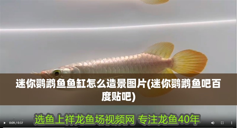 迷你鸚鵡魚魚缸怎么造景圖片(迷你鸚鵡魚吧百度貼吧)