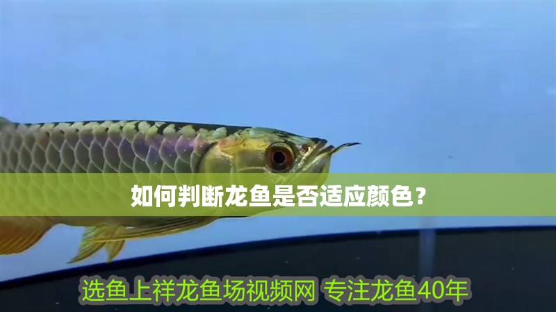 如何判斷龍魚是否適應顏色？