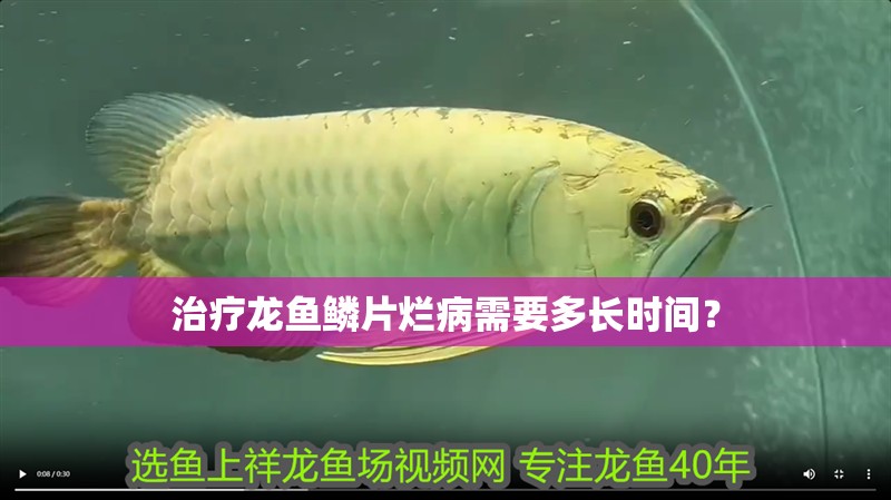 治療龍魚鱗片爛病需要多長時間？