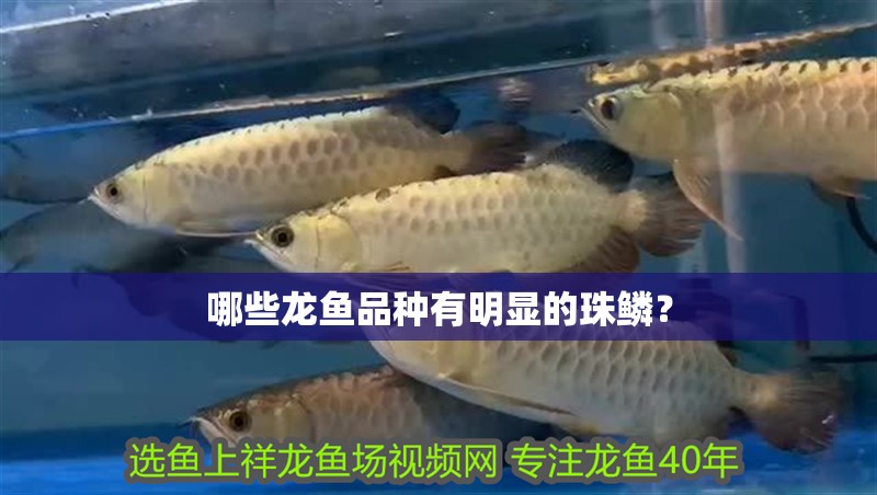 哪些龍魚品種有明顯的珠鱗？