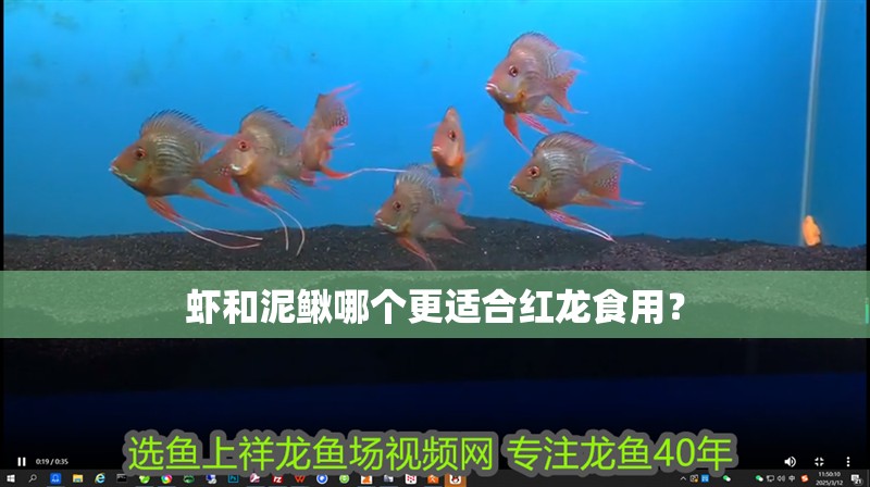 蝦和泥鰍哪個更適合紅龍食用？