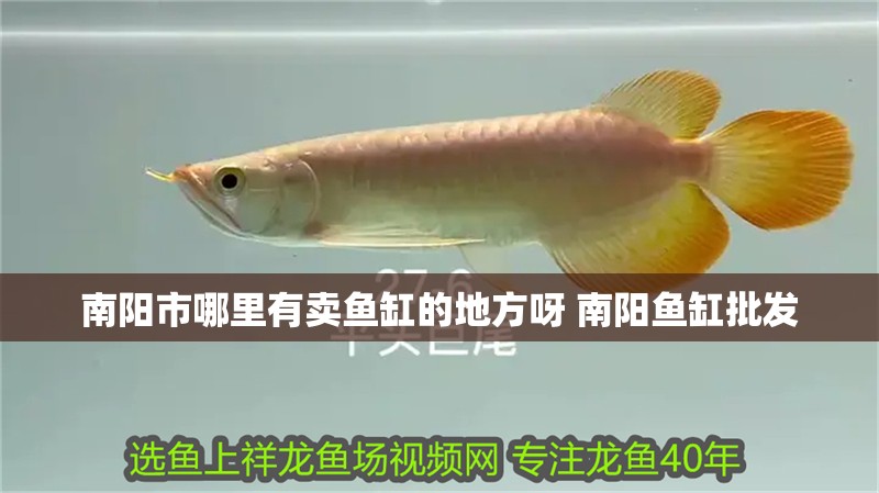 南陽市哪里有賣魚缸的地方呀 南陽魚缸批發(fā)
