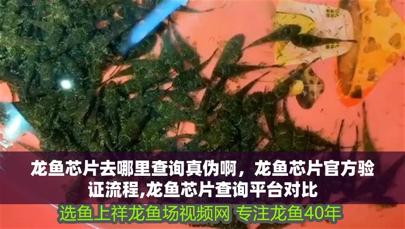 龍魚芯片去哪里查詢真偽啊，龍魚芯片官方驗證流程,龍魚芯片查詢平臺對比