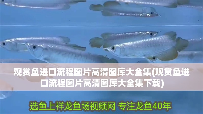 觀賞魚進(jìn)口流程圖片高清圖庫(kù)大全集(觀賞魚進(jìn)口流程圖片高清圖庫(kù)大全集下載)