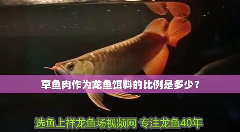 草魚肉作為龍魚餌料的比例是多少？