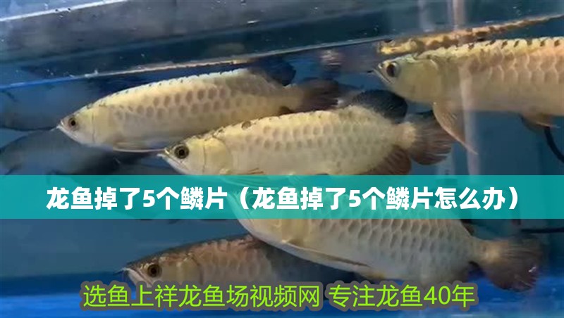 龍魚掉了5個鱗片（龍魚掉了5個鱗片怎么辦）