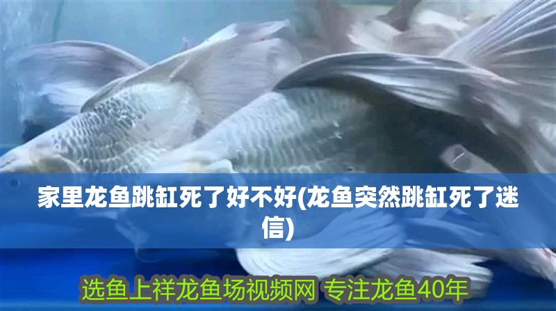 家里龍魚跳缸死了好不好(龍魚突然跳缸死了迷信)