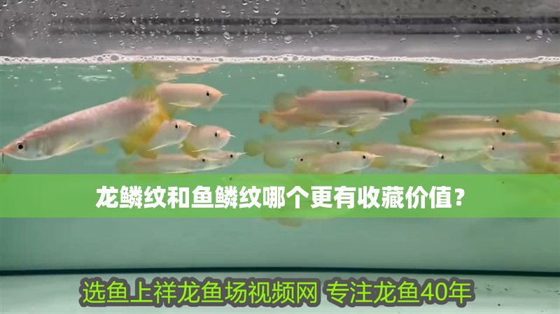 龍鱗紋和魚鱗紋哪個更有收藏價值？