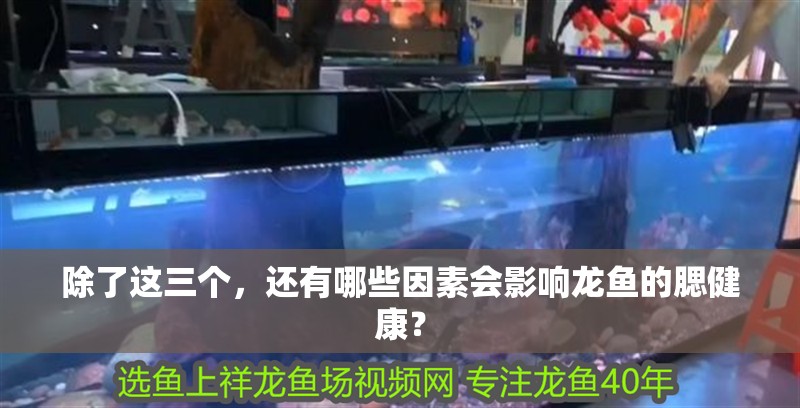 除了這三個，還有哪些因素會影響龍魚的腮健康？