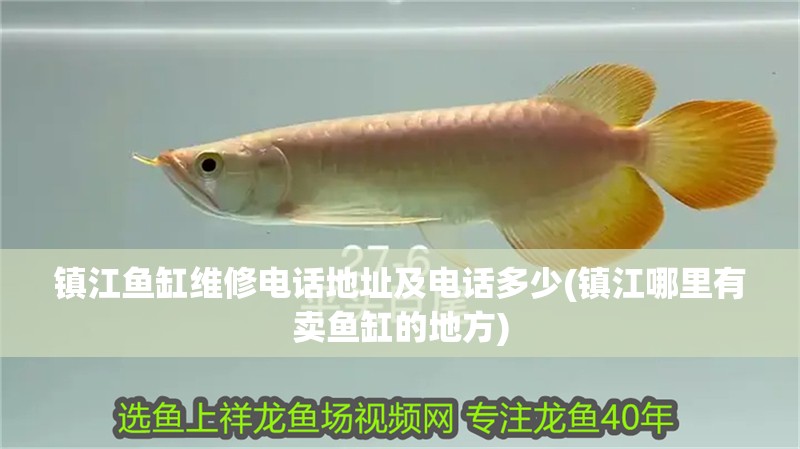 鎮江魚缸維修電話地址及電話多少(鎮江哪里有賣魚缸的地方)