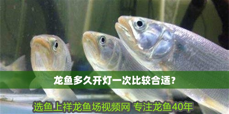 龍魚多久開燈一次比較合適？