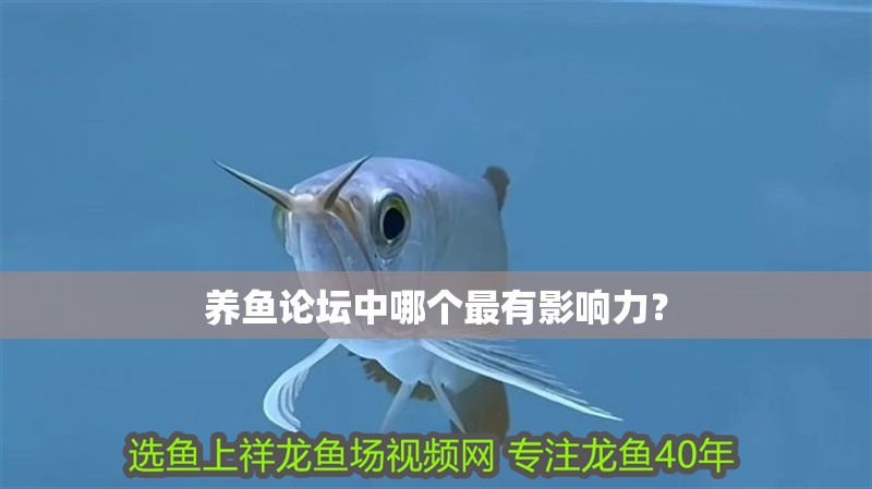 養魚論壇中哪個最有影響力？