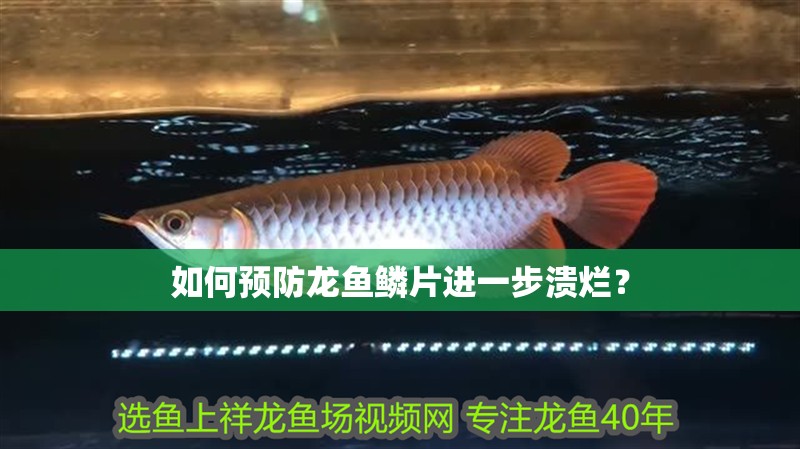 如何預防龍魚鱗片進一步潰爛？