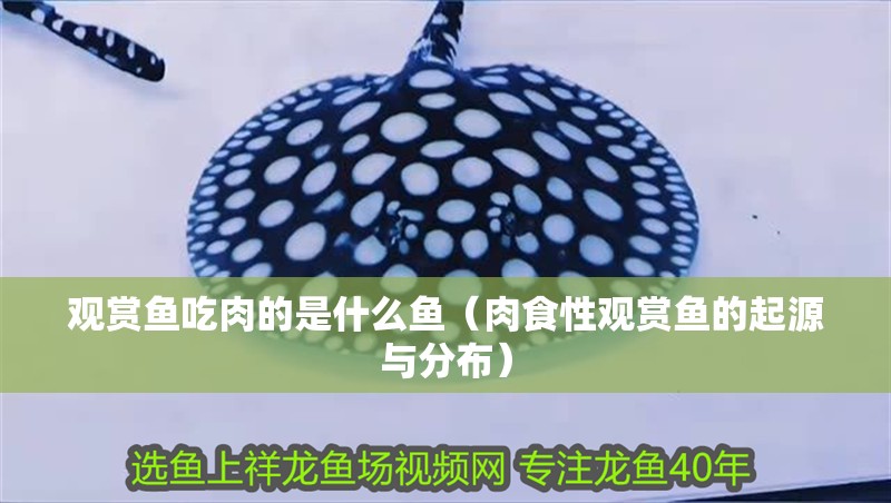 觀賞魚吃肉的是什么魚（肉食性觀賞魚的起源與分布）