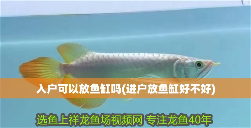 入戶可以放魚缸嗎(進(jìn)戶放魚缸好不好)