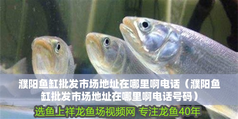 濮陽魚缸批發(fā)市場地址在哪里啊電話（濮陽魚缸批發(fā)市場地址在哪里啊電話號碼）