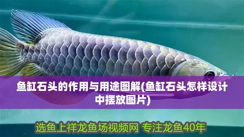 魚缸石頭的作用與用途圖解(魚缸石頭怎樣設計中擺放圖片)
