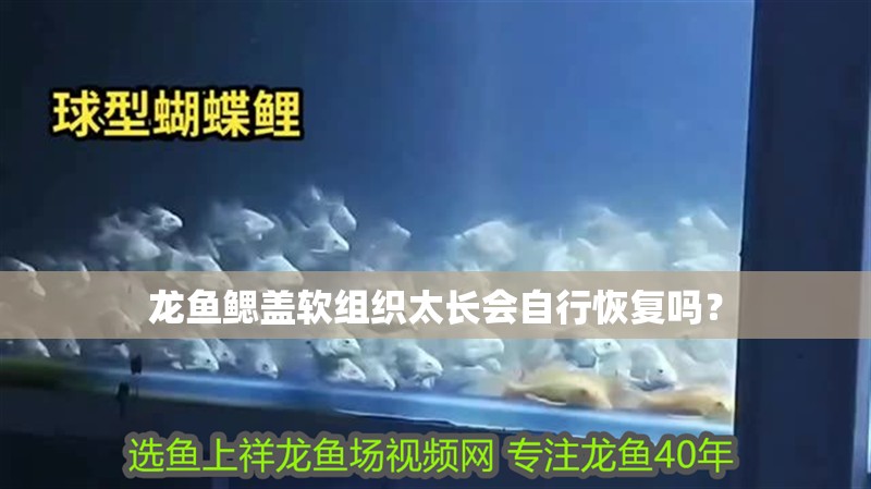 龍魚鰓蓋軟組織太長會自行恢復(fù)嗎？