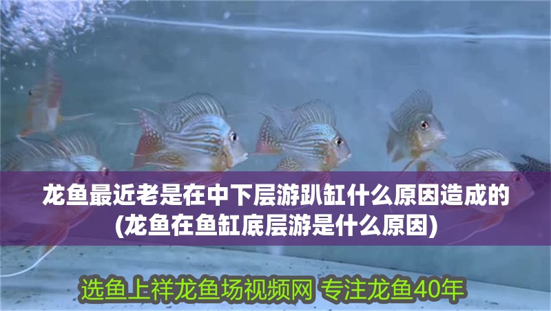 龍魚最近老是在中下層游趴缸什么原因造成的(龍魚在魚缸底層游是什么原因)