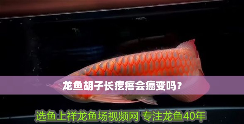 龍魚胡子長疙瘩會癌變嗎？