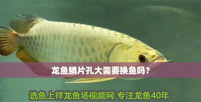 龍魚鱗片孔大需要換魚嗎？