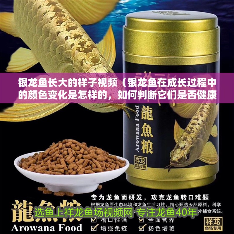 銀龍魚長(zhǎng)大的樣子視頻（銀龍魚在成長(zhǎng)過程中的顏色變化是怎樣的，如何判斷它們是否健康）
