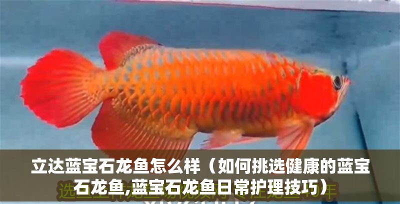 立達藍寶石龍魚怎么樣（如何挑選健康的藍寶石龍魚,藍寶石龍魚日常護理技巧）